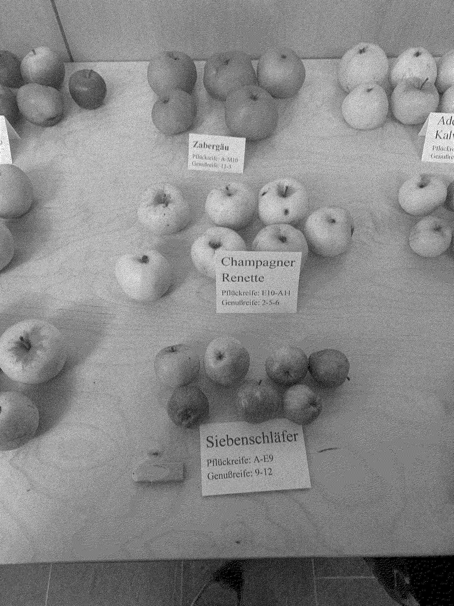 apples with description cards at the festival